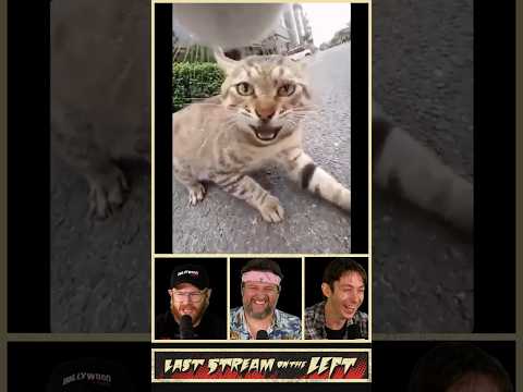 Cat Activities