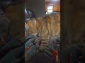 #cat#love#meow