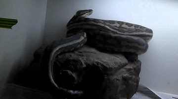 my 2 metre coastal carpet python, charley. coming out of her hide.