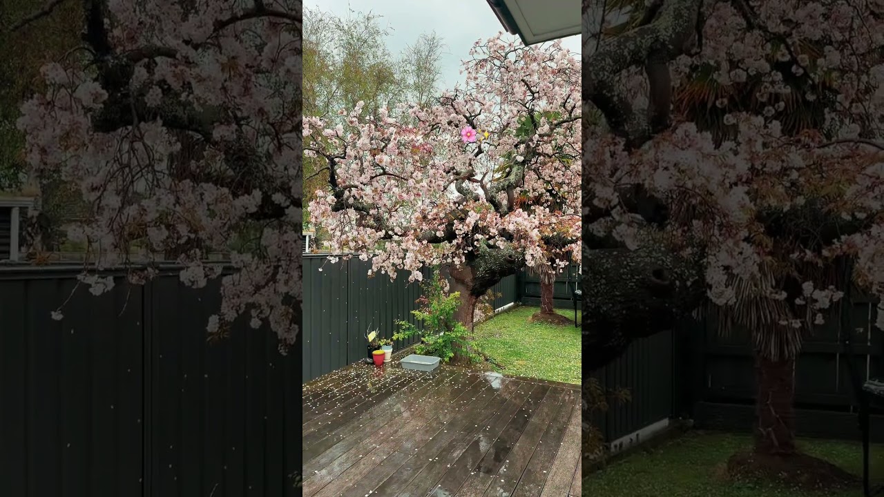 The magic of spring 🌸💕✨ #spring #cherryblossoms #flowers