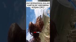 Avı Boğazında Kaldı Bu Kartalın Son Avı Olabilirdi Neyse Ki Tarlasını Süren Çiftçi Yardımına Koştu