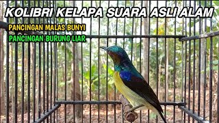 kolibri kelapa | manggar | pancingan burung malas bunyi | burung liar dengan suara asli alam liar