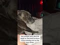 #dogs #rescuedog #happydogs   #wholesome #staffy #staffies #rescuedog #love #relateable  #beautiful