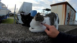 船の整備場に住む猫の軍団、みんな怖がり！？