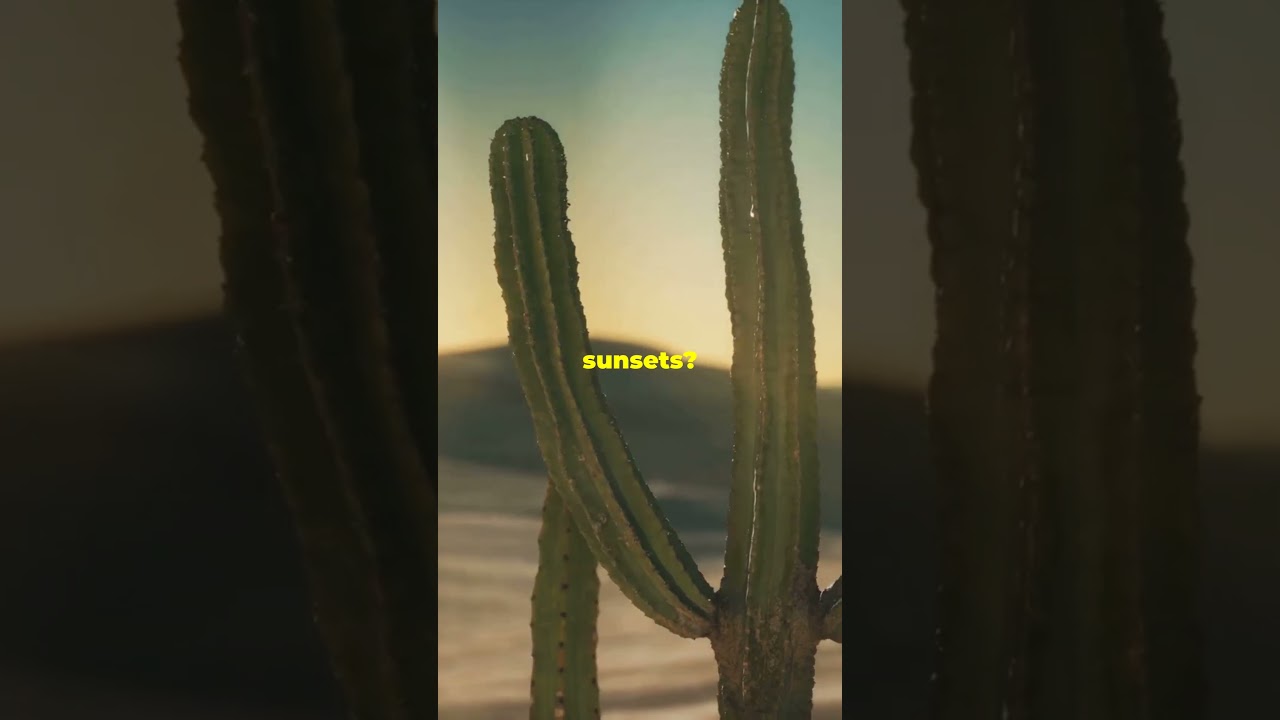 Discover the Wonders of the Sonoran Desert! 