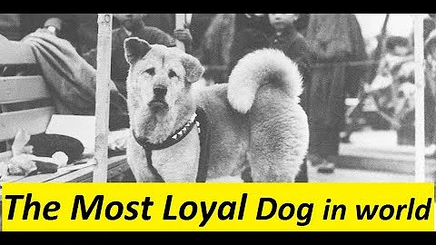The Heartbreaking Story Of Hachiko, The World's Most Loyal Dog | YouTube News | YTN