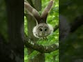 POV: You entered the forest and this baby owl chose to stare into your soul 🦉✨ #music #calm