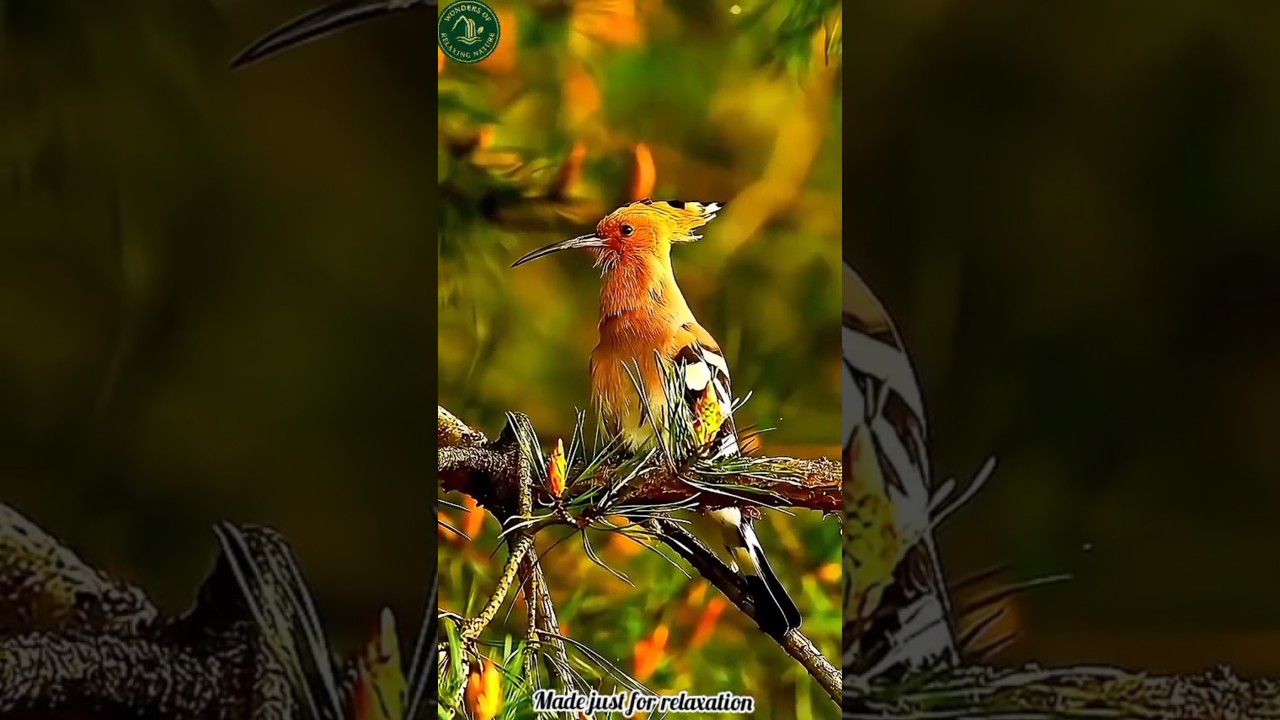 Beautiful/Graceful Hoopoe Bird | The Most Relaxing Scene  | خوبصورت ہُدہُد کی سکون بخش منظر 