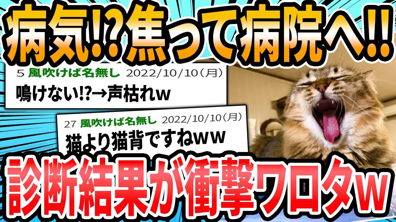 【爆笑】猫編ドクターに言われた衝撃的な言葉【2ch面白いスレ】