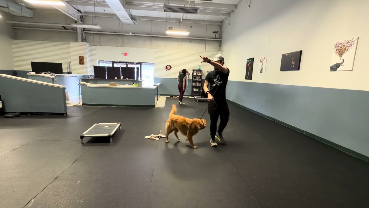 Blitz and Mattis 2 part 