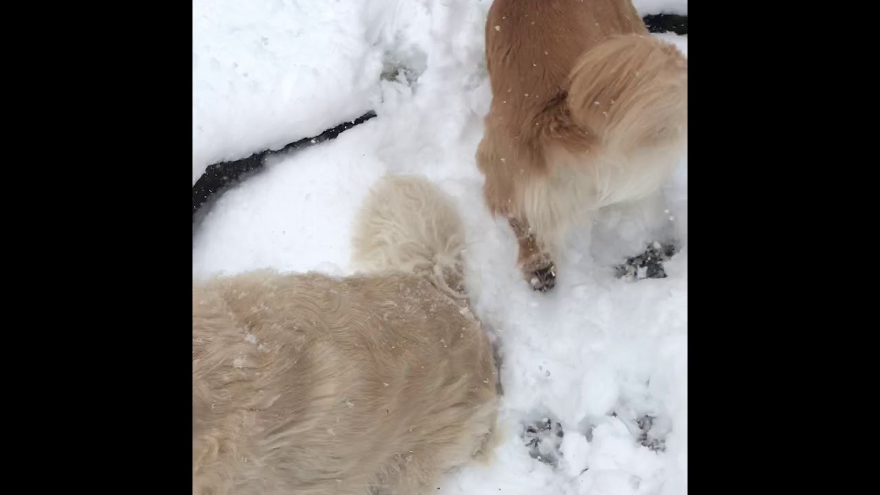 Golden Retriever Foot Loose YouTube