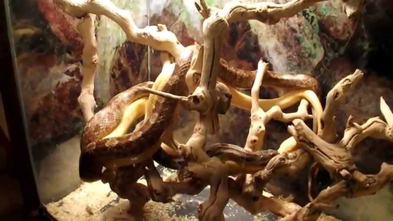 geckos for sale Grey Rat Snakes - Love in the Trees