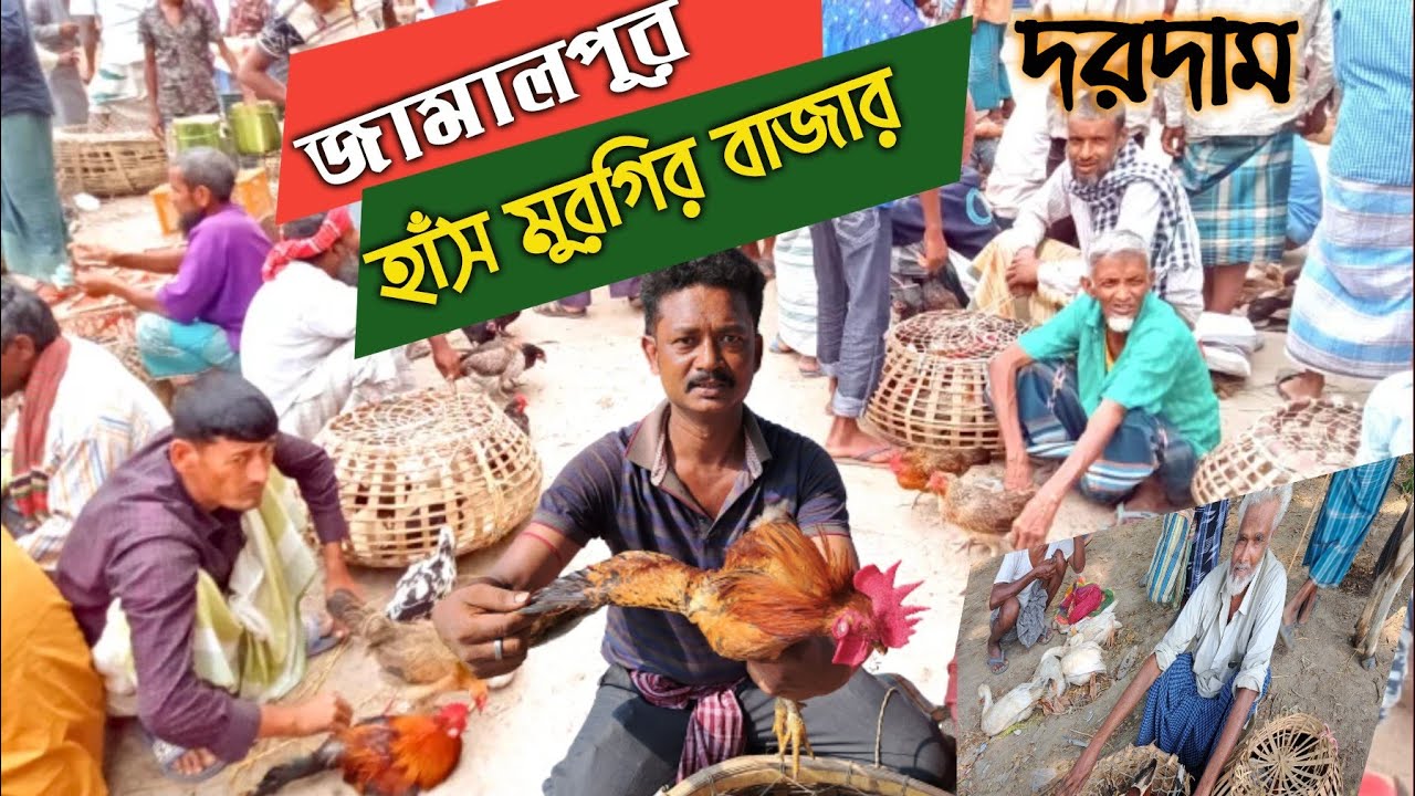 জামালপুরের হাঁস মুরগির বাজারদর /Desi murgi and Duck market in west bengal