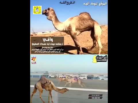 فحول الهجن وافي ل سلامه عوده بن حمدان السعيداني تابع الوصف