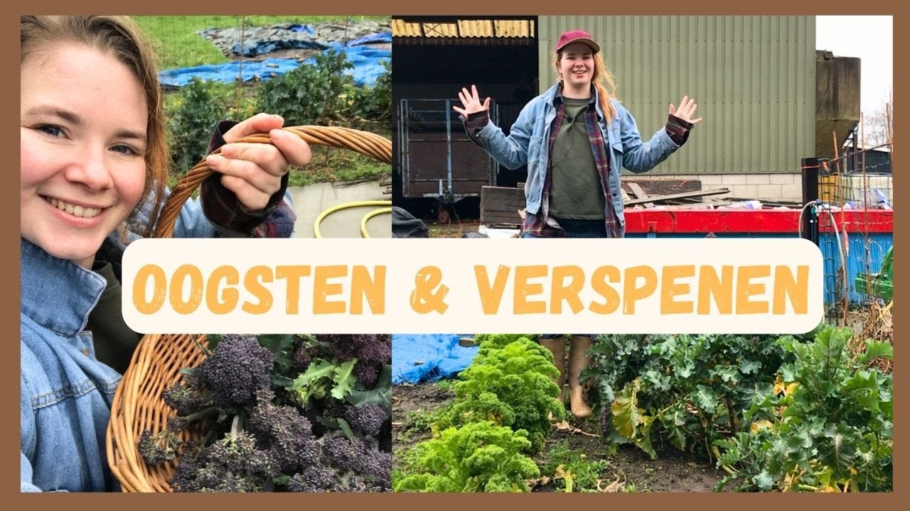 Broccoli & Boerenkool oogst | Kolen verspenen | Kweek Update