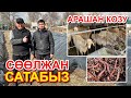 СӨӨЛЖАН, Арашан КОЗУЛАРДЫ САТАБЫЗ  ~  Шашпай чалкалап жатып көрүңүз