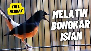 MURAI BATU GACOR FULL ISIAN TEMBAKAN DAN KRETEKAN SANGAT AMPUH MEMANCING EMOSI MURAI BATU