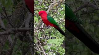 Download Lagu Suara Burung Beo Raja | Menunggu Pasangan! #beo #burung #trik #kehidupanburungaustralia MP3