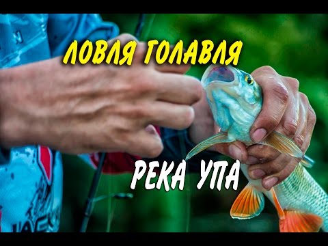 Ловля голавля в Тульской области. Река Упа