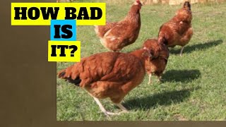 CHICKENS TRACTOR DAMAGE TO YOUR LAWN?