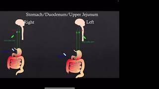 Dr. Wenfei Han: The Vagus Nerve and the Physiology of Reward and Digestion
