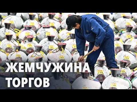 За 0 000 продали голубого тунца на аукционе в Токио