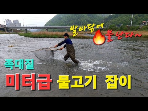 [족대질] 도심속 하천에서 족대질로 