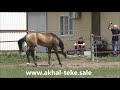 Akhal-teke stallion Patrick, buckskin, 2017 - for sale