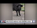 Ohio cops warn residents of farm hog that got loose and is hanging around local Wendy's