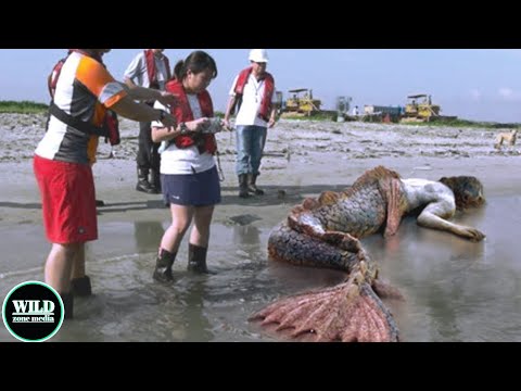 Samaki mtu akutwa ufukweni mwa bahari | Matukio ya ajabu.!