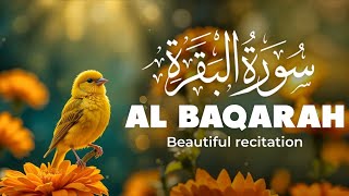 Download Lagu Surah Al-Baqarah Full Recitation | Beautiful Quran Tilawat for Peace, Healing \u0026 Blessings MP3