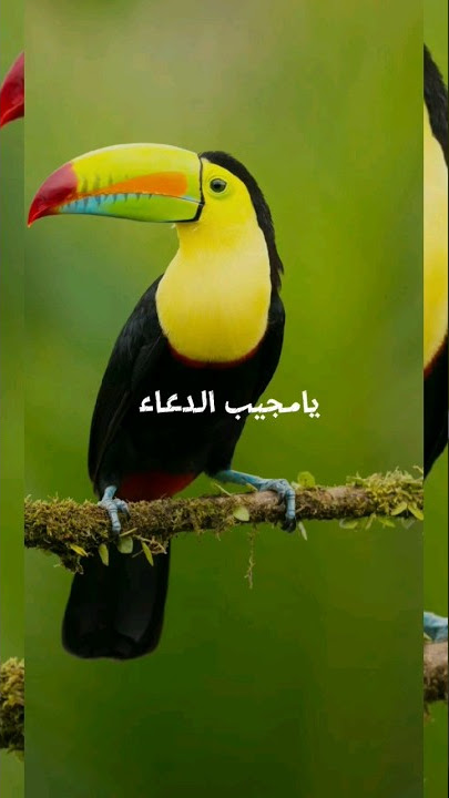 انشودة  يامجيب الدعاء 🥰🥰🥰🥰🥰🥰🥰🥰🥰رائعة جدا@