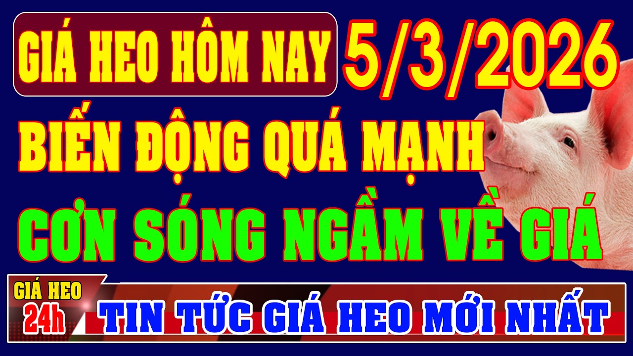 Giá Heo Hơi Ngày 5/3/2026: BIẾN ĐỘNG MẠNH, THỊ TRƯỜNG ĐANG TẠO CƠN SÓNG NGẦM