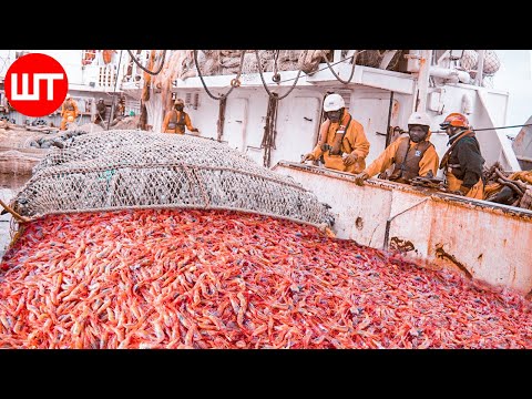 How Shrimp Are Caught & Processed | From Sea to the Shrimp Processing