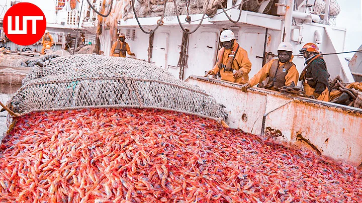 How Shrimp Are Caught & Processed | From Sea to the Shrimp Processing Factory - DayDayNews