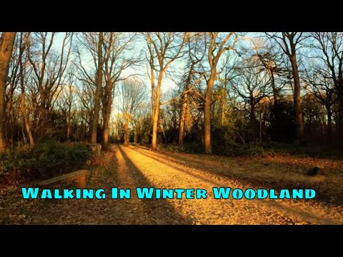 Walking In Winter Woodland #trees #relax #asmrvideo #mindfulness #hdvideo