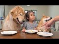 目の前のお皿に豆柴とゴールデンレトリバーのバナナがないドッキリをした結果が面白すぎました...