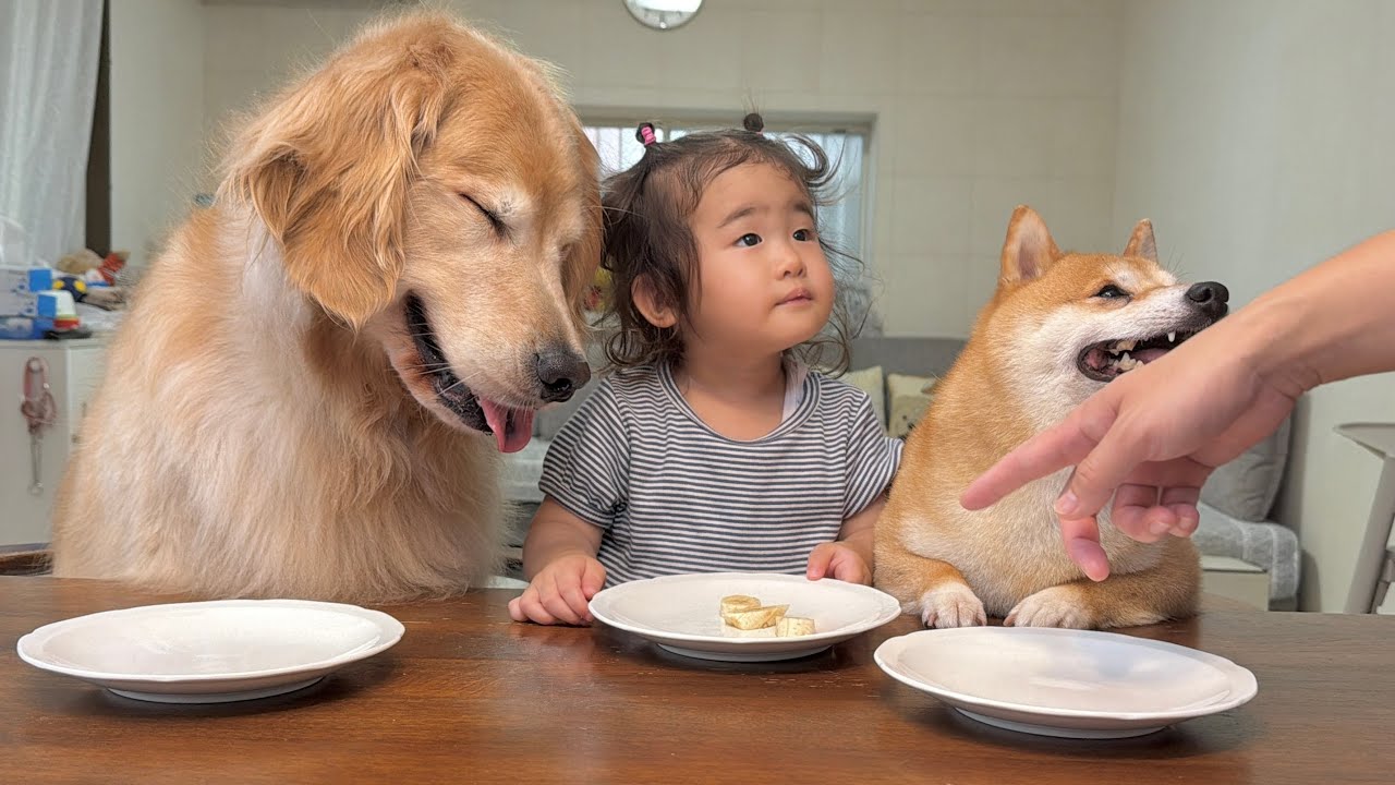 目の前のお皿に豆柴とゴールデンレトリバーのバナナがないドッキリをした結果が面白すぎました...