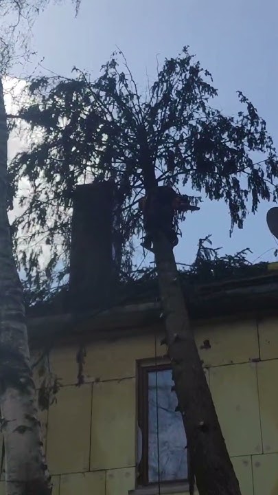 Спил аварийного дерева (дерево упало на крышу) - YouTube