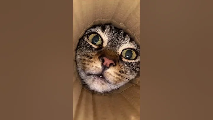 Video 11491731: cat funny kitten kucing, funnycats kitten kucing, cat kucing kitten cute