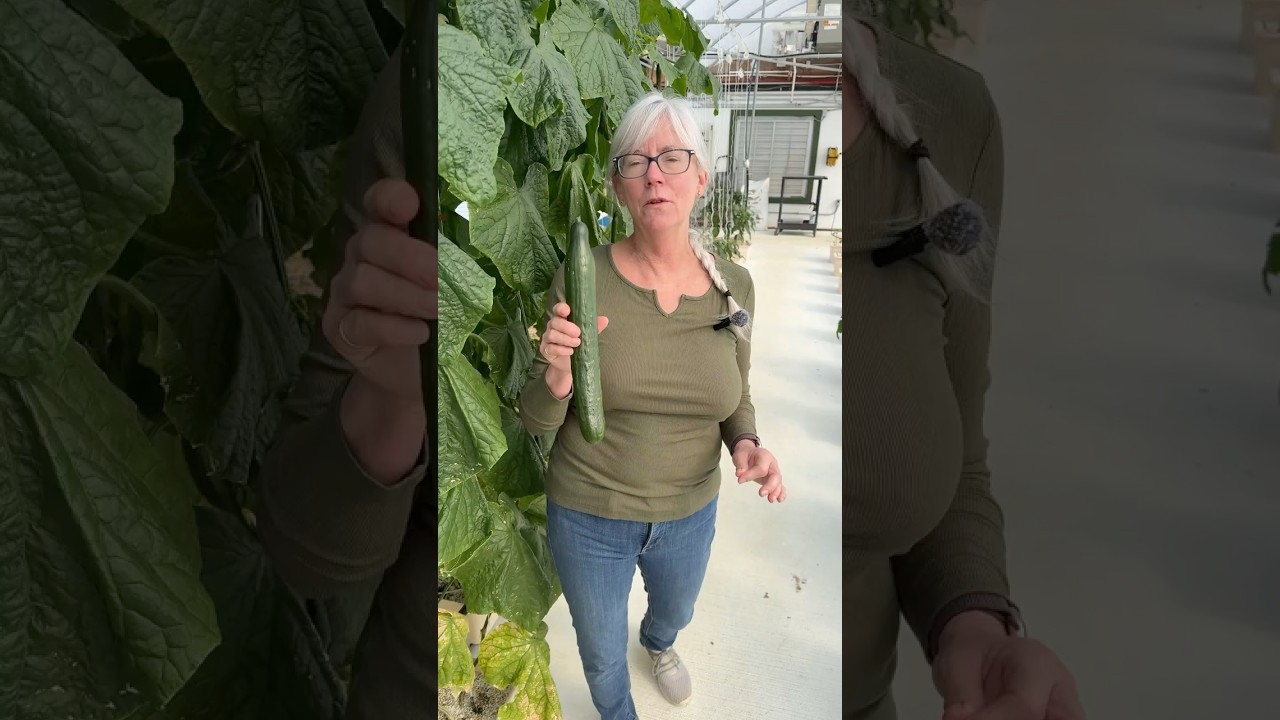 English Cucumbers #gardening #foodpreservation #hack