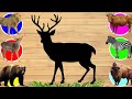CUTE ANIMALS Deer, Cow, Bison, Bear, Lion, Zebra | Funny Puzzle | Can You Guess Animals? #11