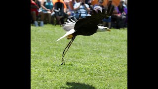Annual Eastern Band Cherokee Pow Wow - Saturday Afternoon Grand Entry, July 5, 2025
