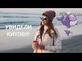 Киты в Сан-Диего!