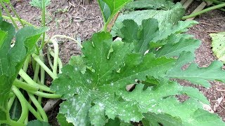 How to Use Hydrogen Peroxide to Treat Powdery Mildew on Squash & Zucchini: Fungus Identification