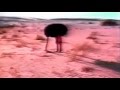 Ostrich - Head in the sand