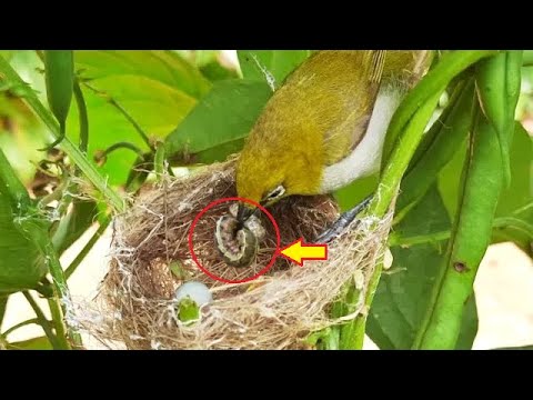 baby white Feeding PIGWORM to Baby Birds in Nest | STUCK in Baby MOUTH ...