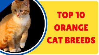 Top 10 Orange Cat Breeds | Cutest Ginger Cats You Must See! #OrangeCats #CatBreeds #GingerCats Details