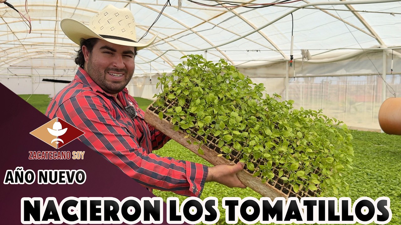 NACIERON LOS TOMATILLOS EN EL INVERNADERO inicia año en el campo