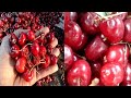 benefit of cherry fruits lstreet food India how to Cherry l Delhi street food lLahore street food